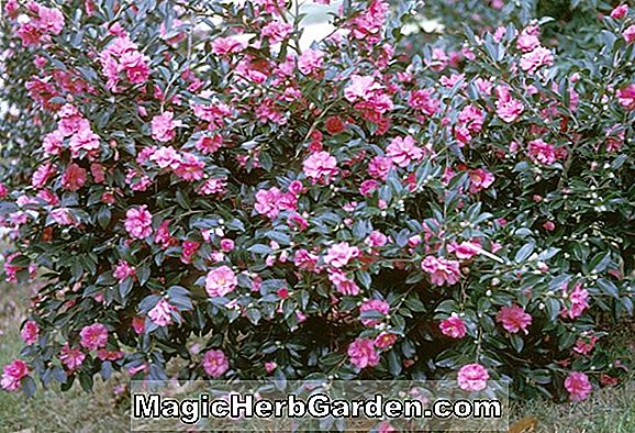 Camellia reticulata (Moudan Cha Camellia) - #2