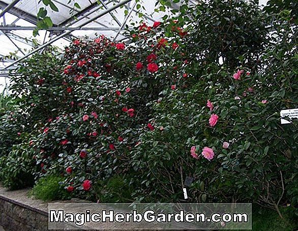 Camellia reticulata (reticulata)