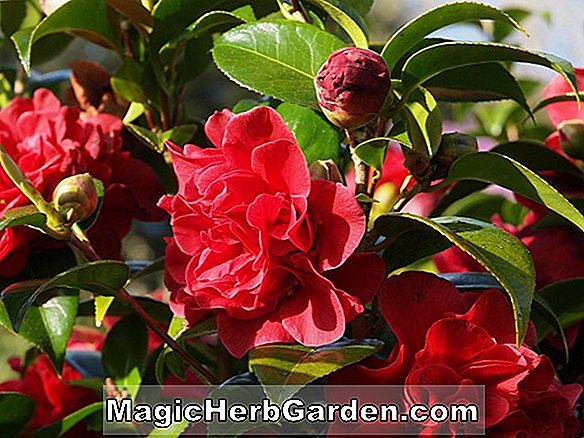 Camellia reticulata (Triumph Camellia Arch)
