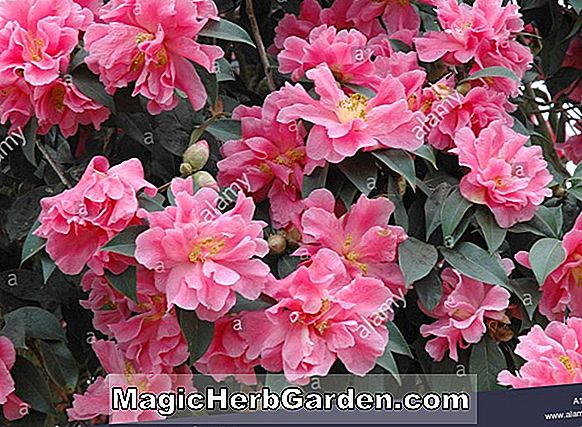 Camellia reticulata (Frank Houser Camellia) - #2