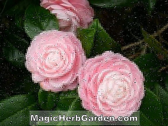 Camellia rusticana (Reigyoko Camellia) - #2