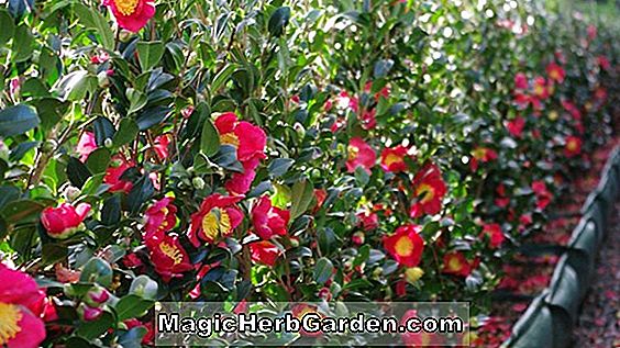 Camellia sasanqua (Yuletide) - #2