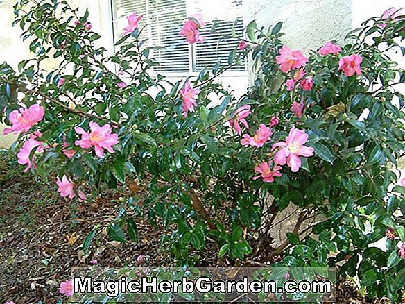 Camellia sasanqua (Maiden's Blush Camellia)