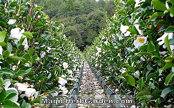 Planter: Camellia sasanqua (Chiri Tsubaki Camellia)