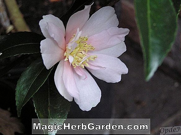 Camellia vernalis (Hiryu Camellia)