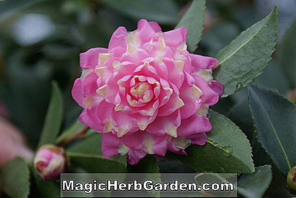Camellia vernalis (Dawn Camellia)