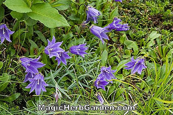 Campanula chamissonis (Chamissonis Campanula) - #2