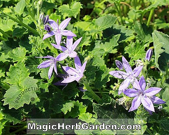 Campanula garganica (Garganica Campanula) - #2