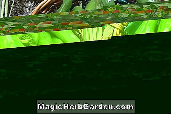 Planter: Capsicum annuum (Chilhuacle Capsicum)