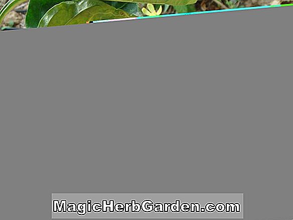 Pflanzen: Capsicum annuum (Dolmalik Capsicum) - #2