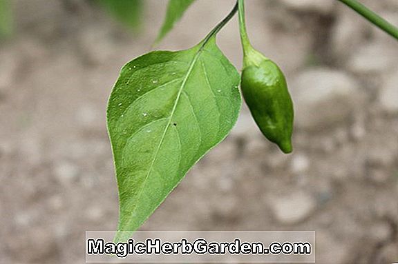 Capsicum annuum (Delicias Capsicum Pepper)