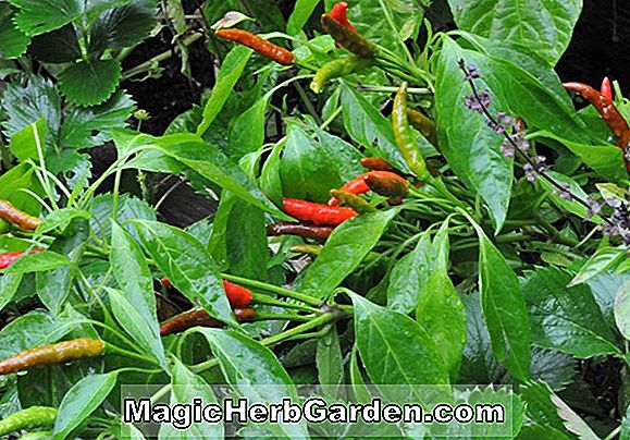 Plantes: Capsicum annuum (Mulato)