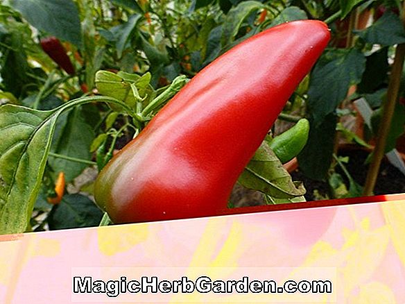 Capsicum annuum (Paprika Supreme Cupsicum Pepper) - #2