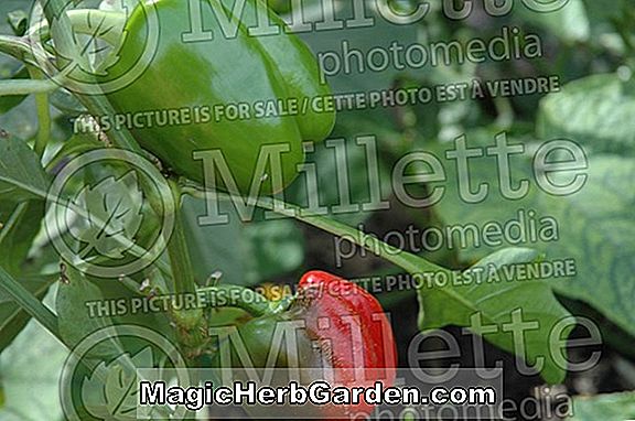 Planter: Capsicum annuum (Red Bulls Horn Capsicum Pepper) - #2