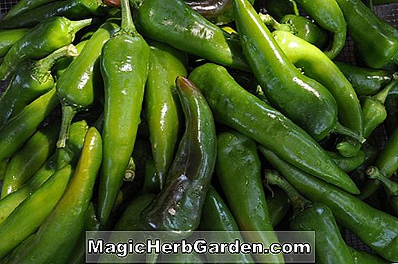 Planter: Capsicum annuum (Rio Grande Capsicum Pepper) - #2