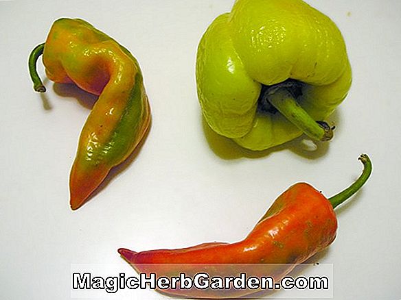 Capsicum annuum (Big Chili Capsicum Pepper)