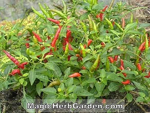 Capsicum annuum (Thai Dragon Cupsicum Pepper)