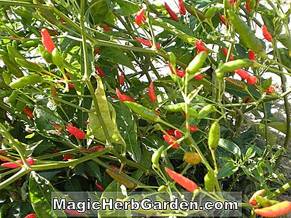 Planter: Capsicum baccatum (Kellu-Uchu Capsicum Pepper)