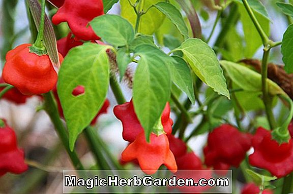 Planter: Capsicum frutescens (Tabasco Capsicum)