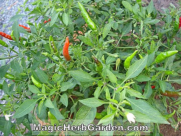 Capsicum frutescens (Zahn des Hundes)