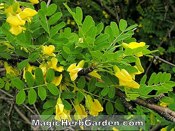 Caragana arborescens (Siberian Ertræ)