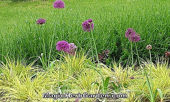 Carex baltzellii (Baltzells Sedge)