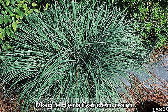 Carex flacca (Carnation Grass)