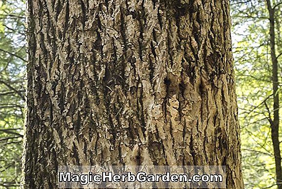 Carya tomentosa (White Hickory)