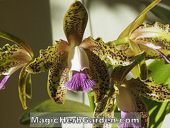 Cattleya guttata (Cattleya Orchid)