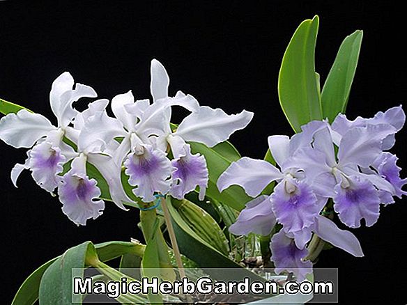 Cattleya Portia (Coerula Cattleya Orchid)