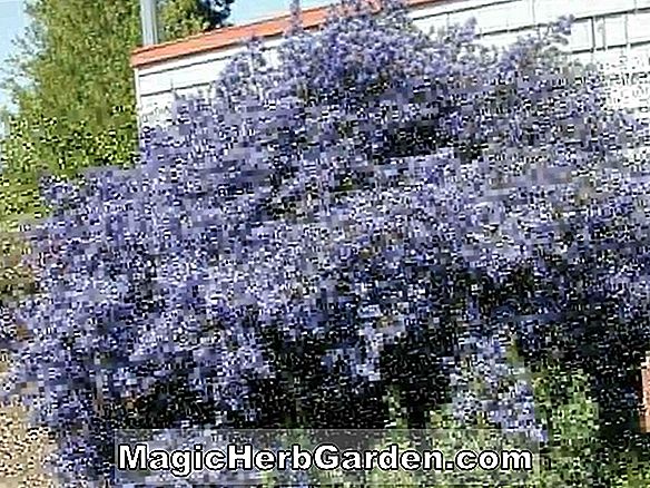 Ceanothus (Snow Flurries ceanothus)