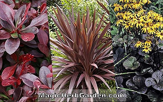 Planter: Centaurea montana (Mountain bluet)