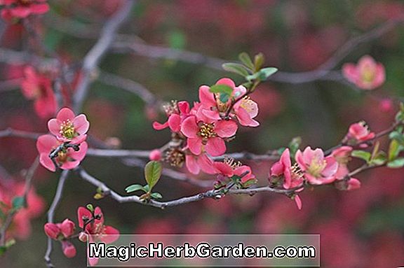 Chaenomeles japonica (japansk blomstrende kvede Minerva)