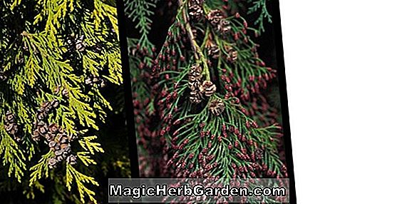 Chamaecyparis lawsoniana (Magnifica Aurea False Cypress)