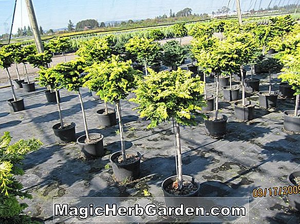 Planter: Chamaecyparis obtusa (Tetragona Aurea Cypress)