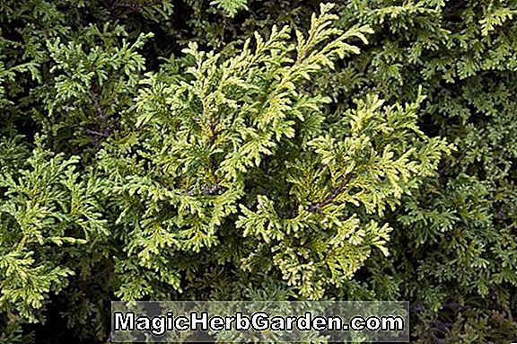 Chamaecyparis pisifera (Aurea Compacta Nana Sawara False Cypress)