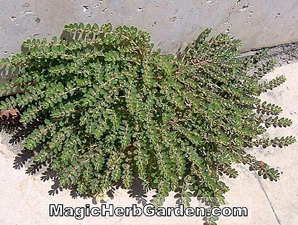 Chamaesyce cordifolia (Roundleaf Spurge)