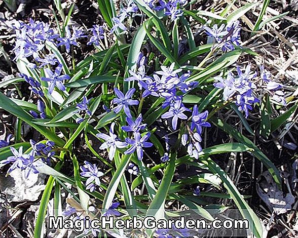 Chionodoxa gigantea (a hó Chionodoxa dicsősége)