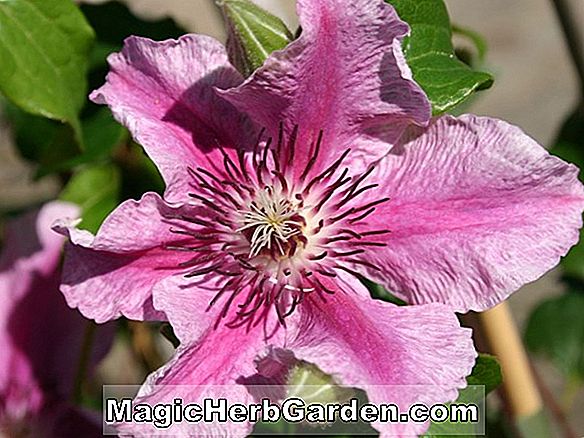 Pflanzen: Clematis (Carnaby Clematis)