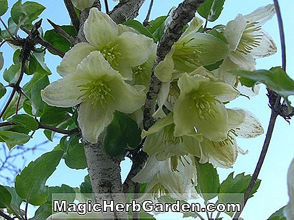 Clematis cirrhosa (Cirrhosa Clematis)