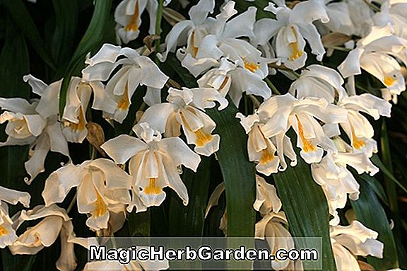 Coelogyne dayana (Coelogyne Orchid)