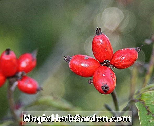 Cornus florida (Reddy virágzó kutya)