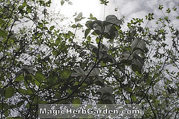 Cornus Florida (Gul Fruiting Blomstrende Dogwood)