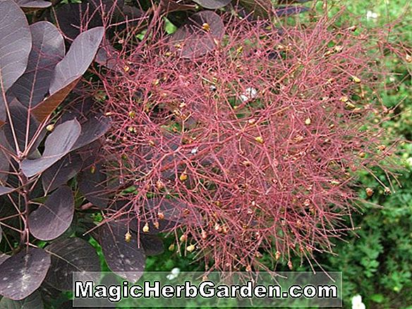Cotinus coggygria (Smoketree Red Beauty)