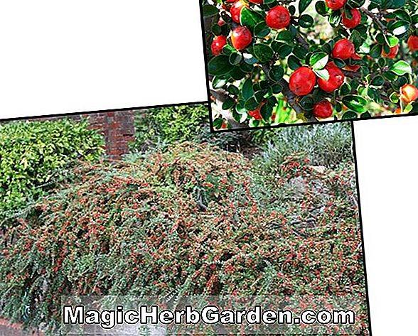 Planter: Cotoneaster apiculatus (Cranberry Cotoneaster)