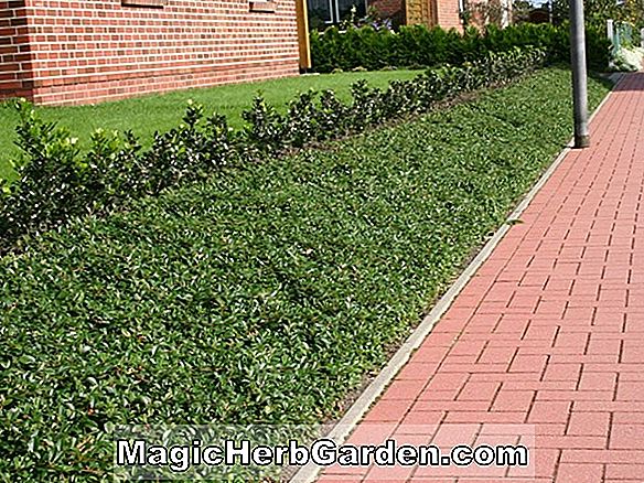 Cotoneaster dammeri (var.radicans bearberry)