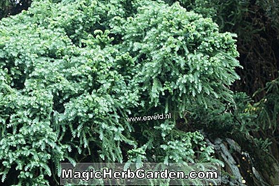 Cryptomeria japonica (Kilmacurragh japansk Cedar)
