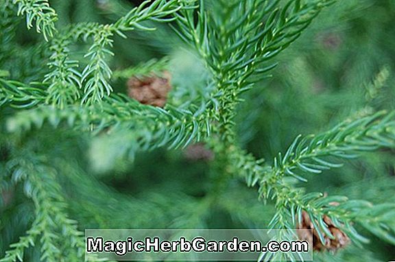 Cryptomeria japonica (Filifera japansk Cedar)