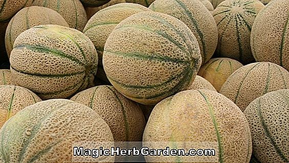 Planter: Cucumis melo (Prescott Fond Blanc Melon)