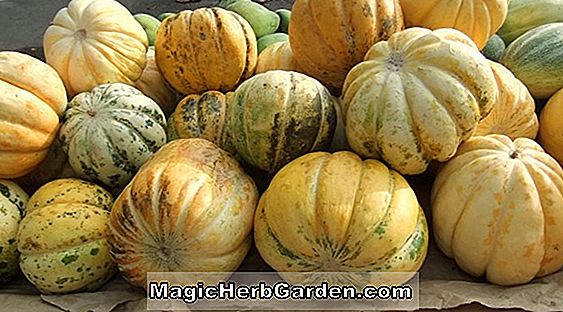 Cucumis melo (Hackensack Melon)